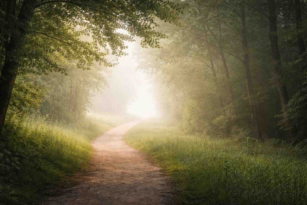 Depression symptomer mænd illustreret med rolig skovsti i blødt morgenlys og let tåge
