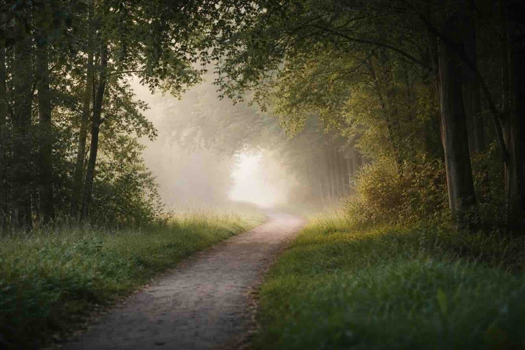 Skovsti i blødt morgenlys som symbol på “har jeg en depression symptomer” og indre afklaring
